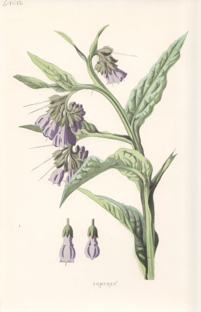 FLOWERS. Comfrey c1895 old antique vintage print picture